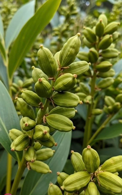Premium Green Cardamom